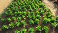 MountainÃ¢â¬â¹ vegetableÃ¢â¬â¹ plots Royalty Free Stock Photo